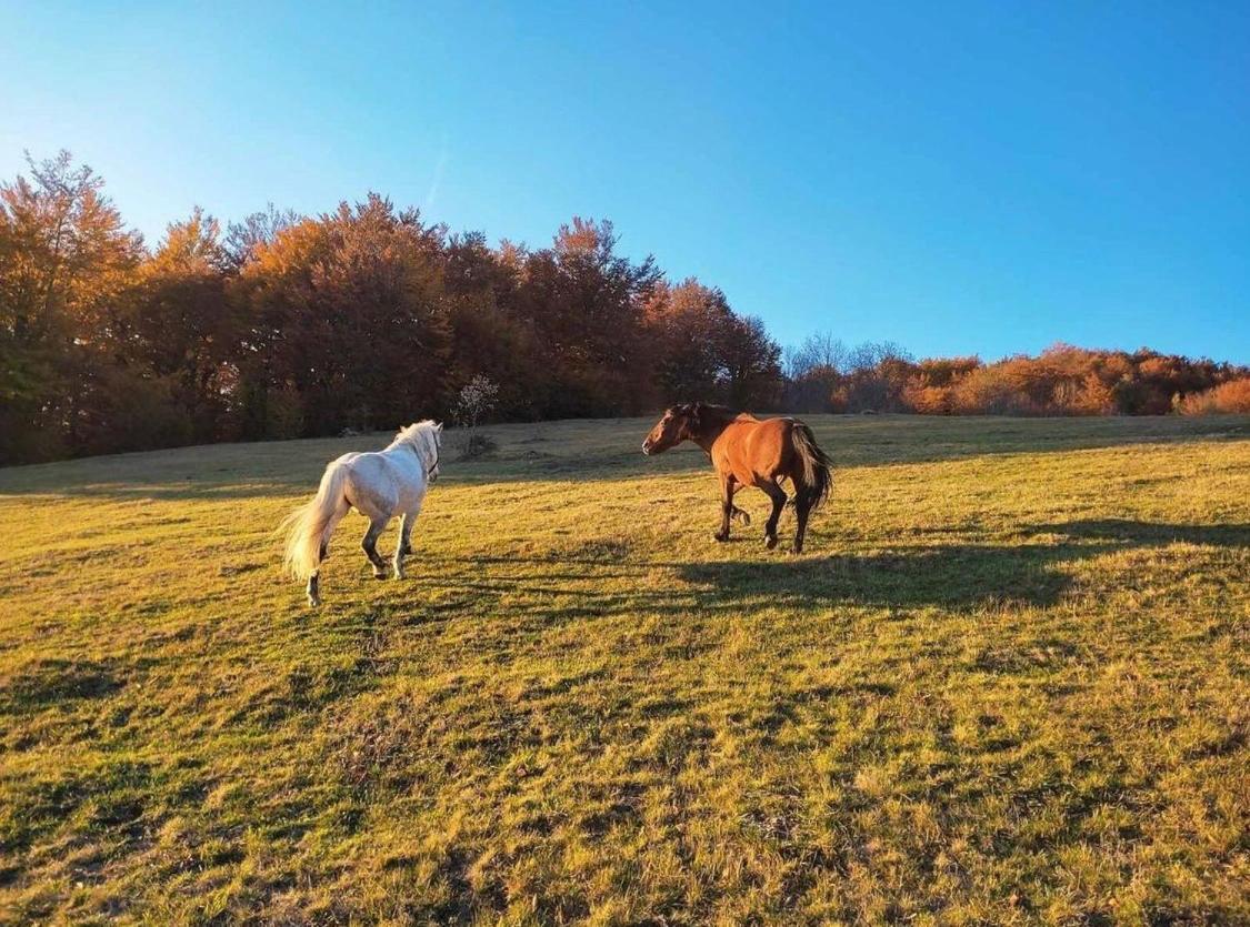 Vila Katun Lanista-Kolibe Bogavac Mojkovac Exteriér fotografie